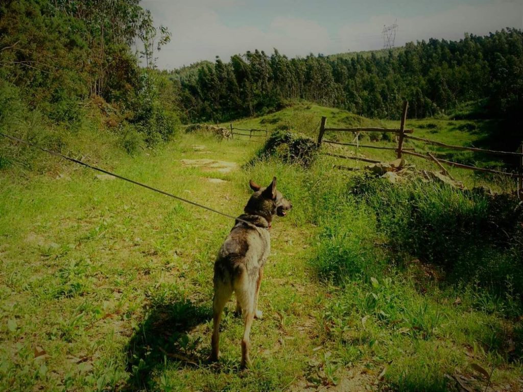 Paseo